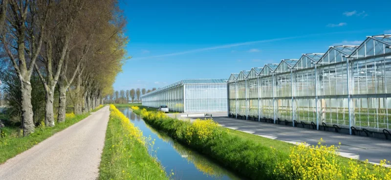 Glastuinbouw-kassen-shutterstock_1962420052_1920x883.jpg