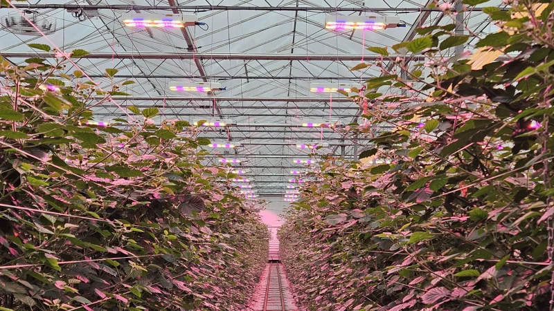 Bosch-Growers_01