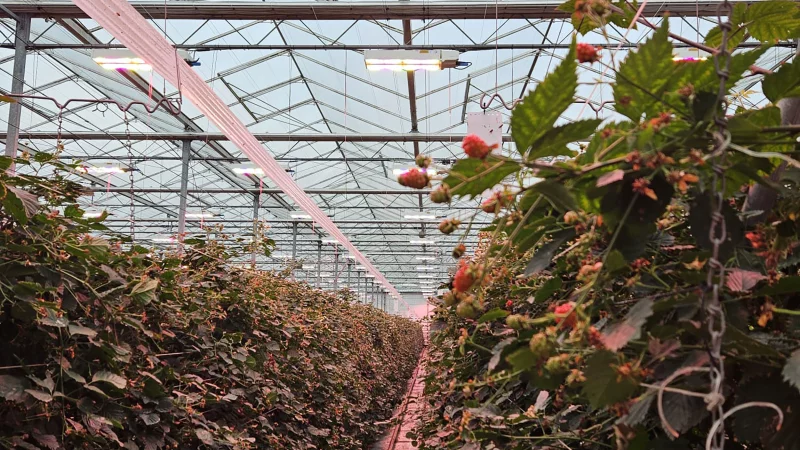 Bosch-Growers_03