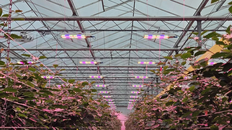 Bosch-Growers_04