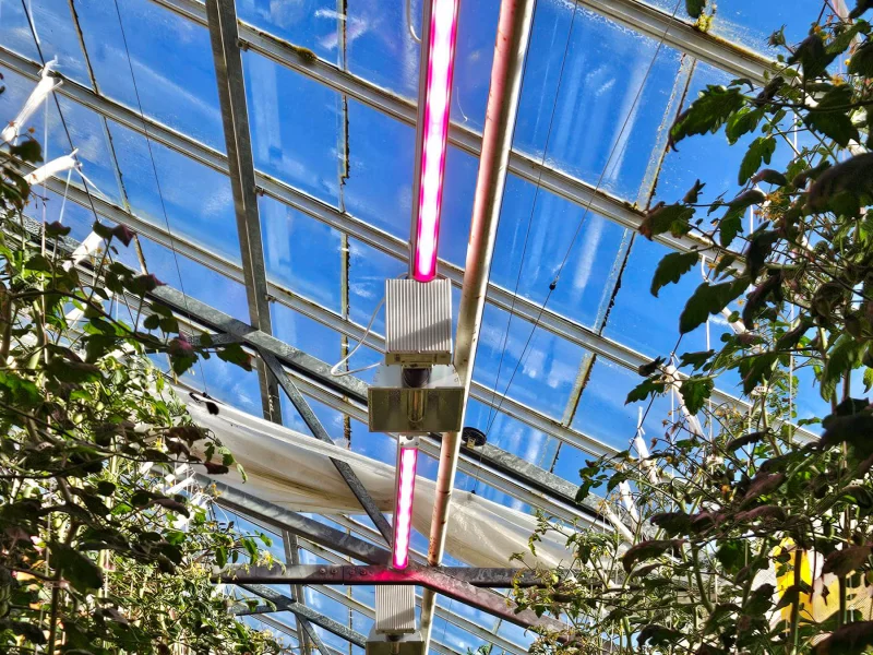 DLI-NOVA-greenhouse