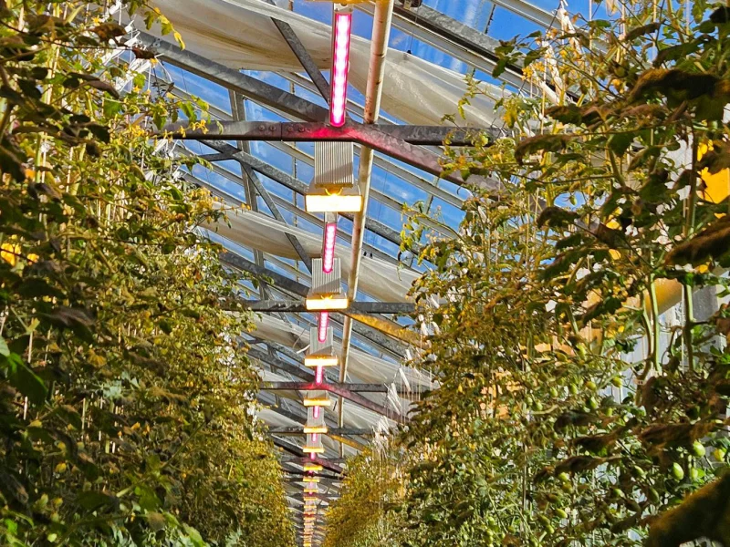 DLI-NOVA-greenhouse2