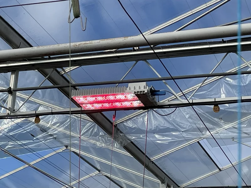 DLI-NXS-LED-Zeevliet