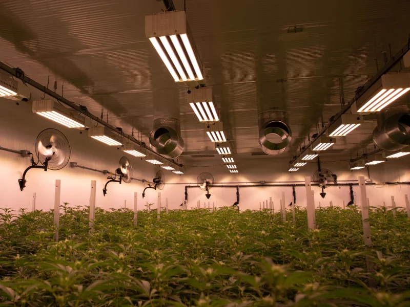 DLI-ZENITH2-indoor_grow2