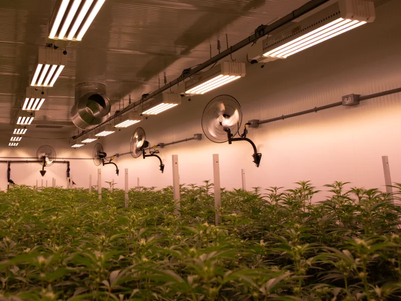 DLI-ZENITH2-indoor_grow3