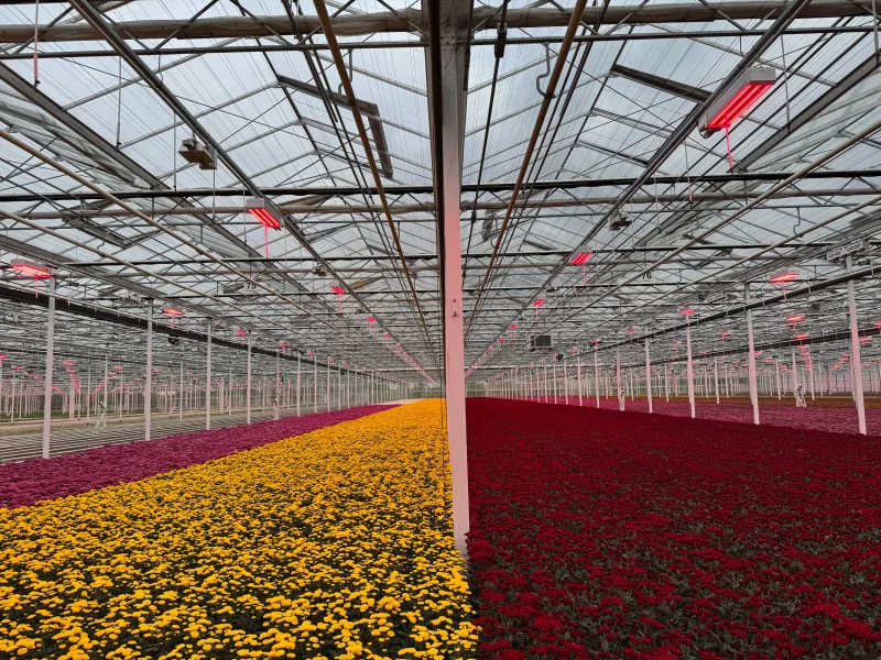 Diamond-flowers_04