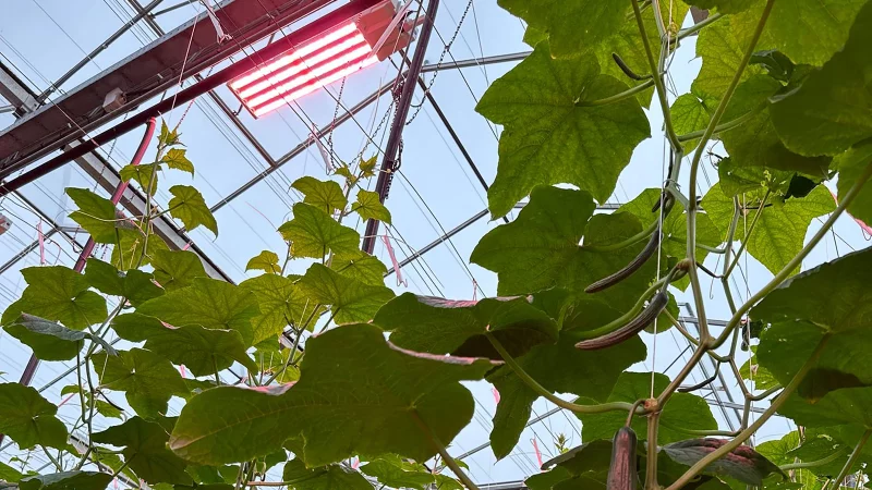 Drenthe_growers_01