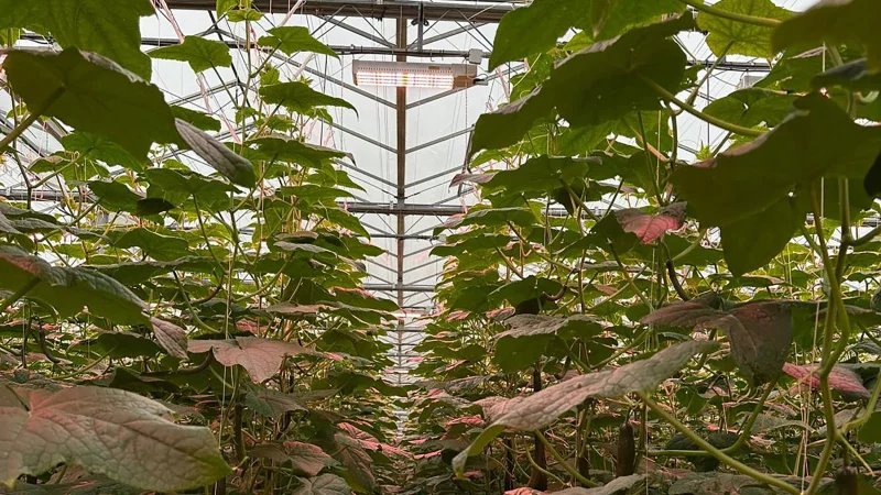 Drenthe_growers_02