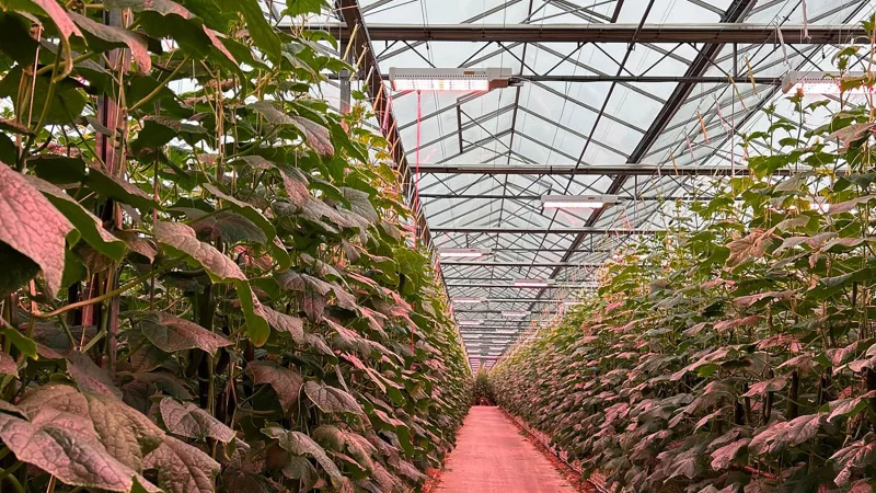 Drenthe_growers_04