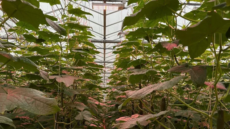 WEB_Drenthe-Growers_04