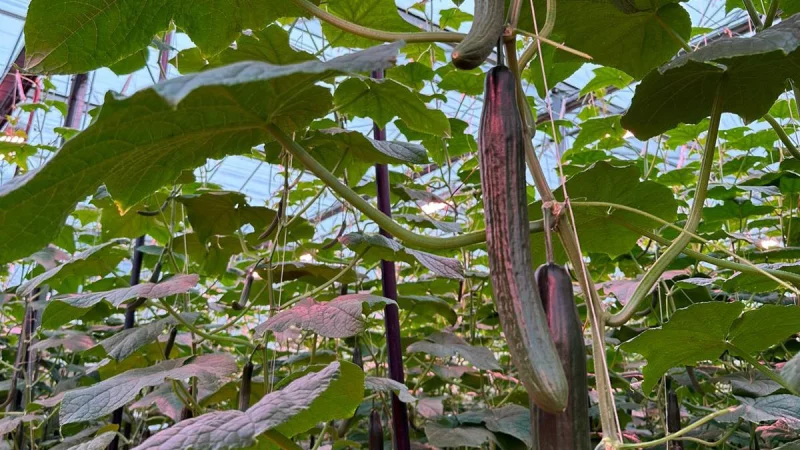 WEB_Drenthe-Growers_05
